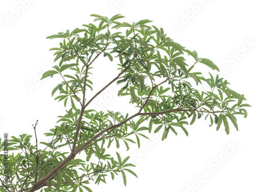 The tree is sprouting new leaves. isolated on white background. Clipping path.