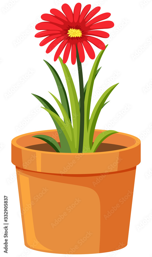 One red flower in clay pot on white background