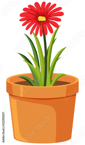 One red flower in clay pot on white background