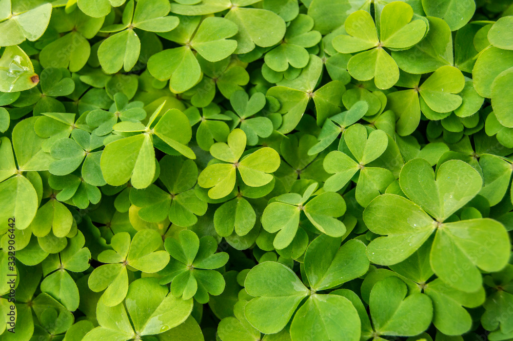 background with clover leaves in a flower pot background with clover leaves in a flower pot
