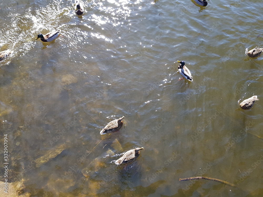 ducks on lake ducks on lake