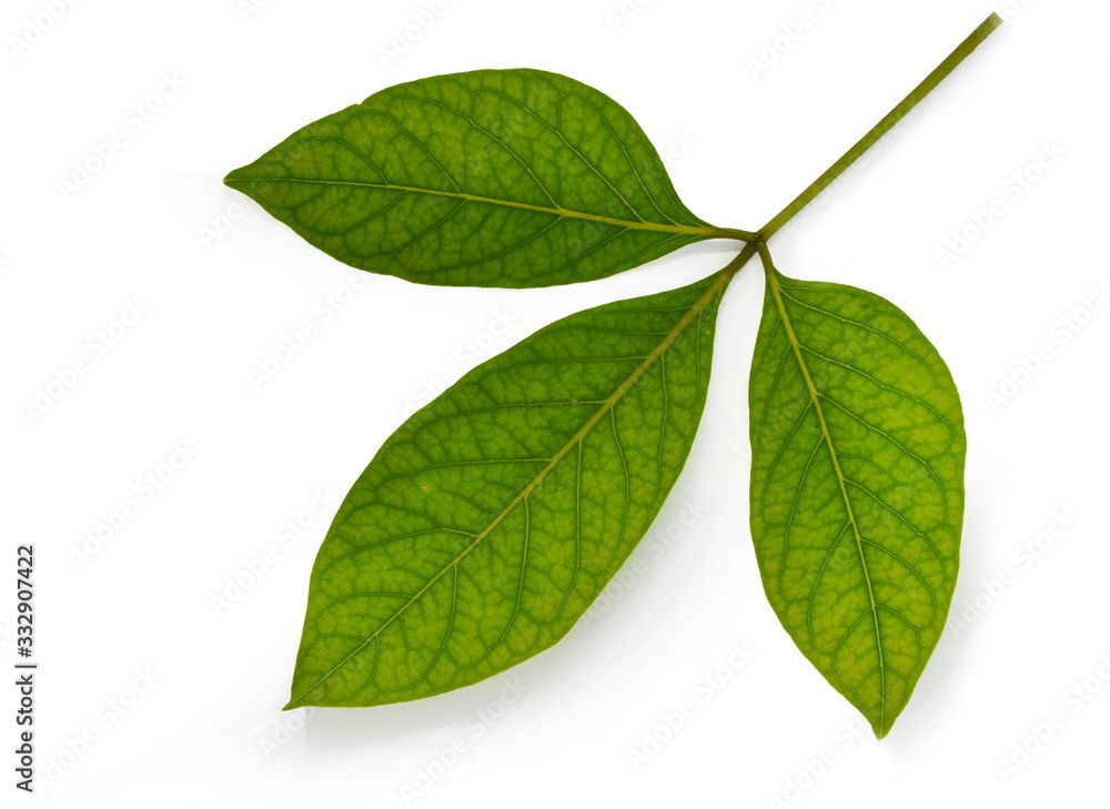 Fototapeta premium green leaf isolated on white background