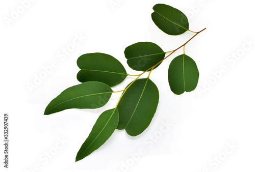 Eucalyptus leaves isolated on white background. Clipping path