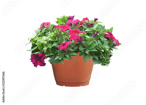 Petunias, colorful flowers, isolated on a white background. Clipping path