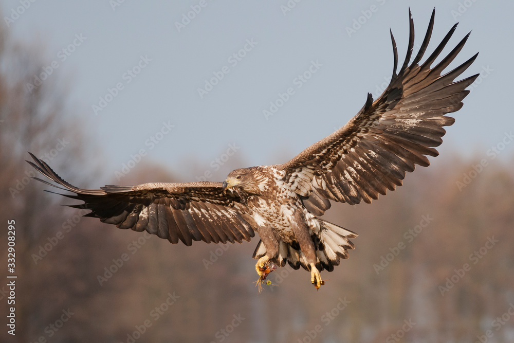 Fototapeta premium White - tailed eagle (Haliaeetus albicilla) incoming.