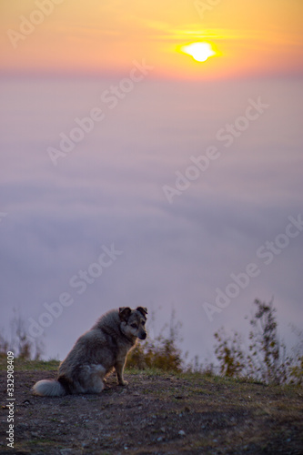 Beautiful mountain landscape of a foggy morning sunrise a stray dog  bushes and a meadow.