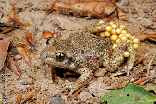 Common midwife toad / Geburtshelferkröte (Alytes obstetricans)  photo