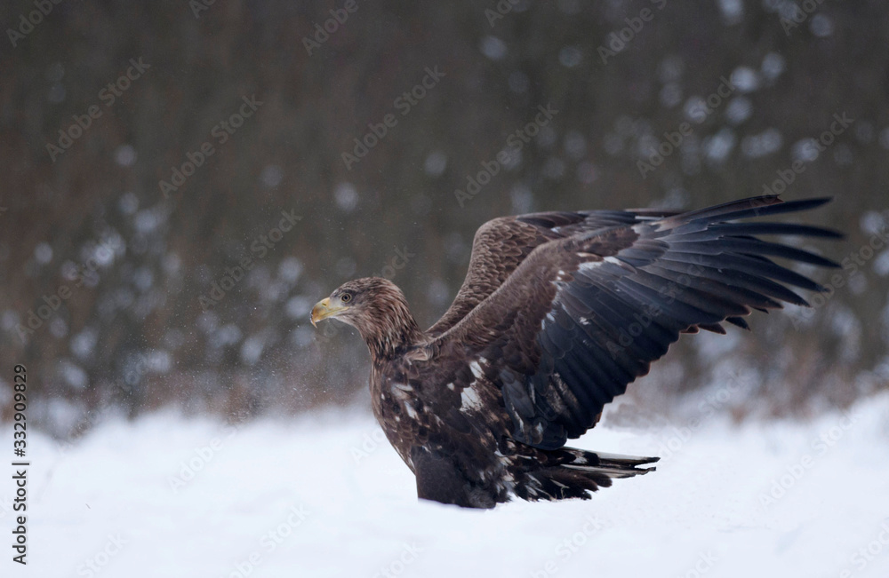 White - tailed eagle (Haliaeetus albicilla) spreading its wings. White - tailed eagle (Haliaeetus albicilla) spreading its wings.