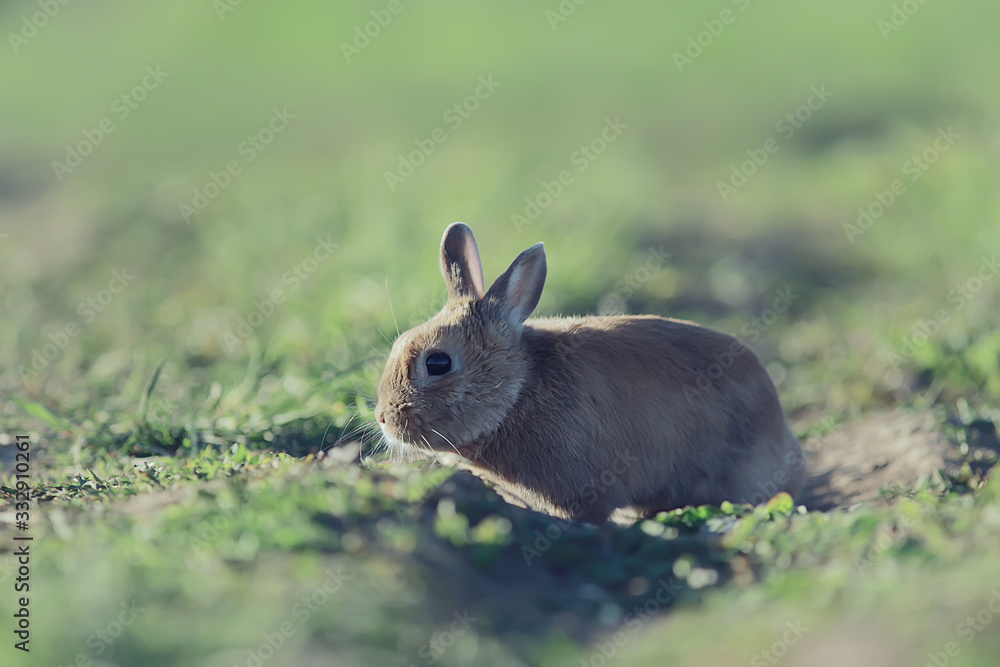 Fototapeta premium spring rabbit in a green field, easter symbol, beautiful april easter background