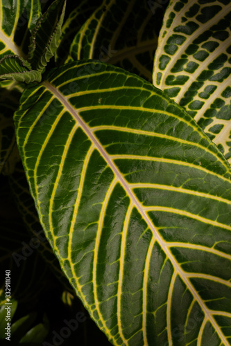 Close view of large variegated leaf, nature background, vertical aspect
