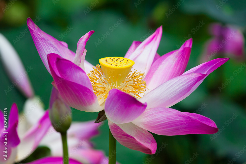The Lotus Flower with lotus leaf in background The Lotus Flower with lotus leaf in background