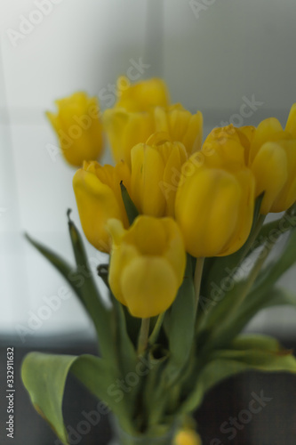 bouquet of tulips on a white background photo