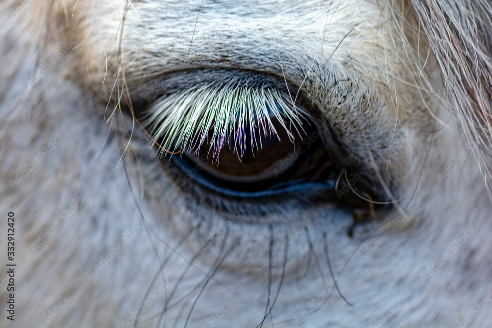 eye of the white horse close up
