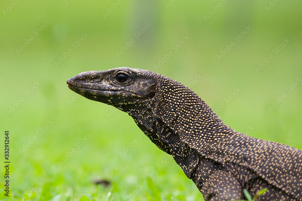 Monitor Lizard at Pulau Tioman Monitor Lizard at Pulau Tioman