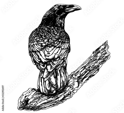 Raven in vintage style, Edgar Allan Poe, black and white Hand-drawn Illustration of crow
