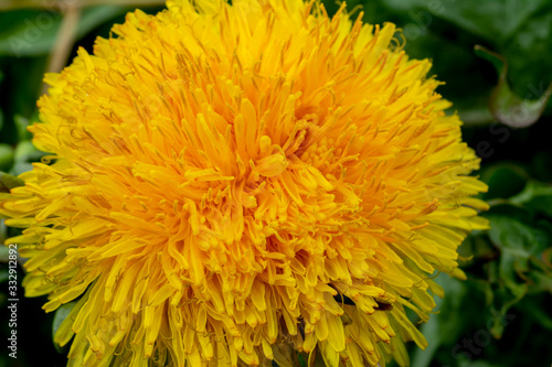 Yellow dandelion flower Close Up Macro © Stefan