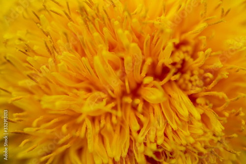 Yellow dandelion flower Close Up Macro