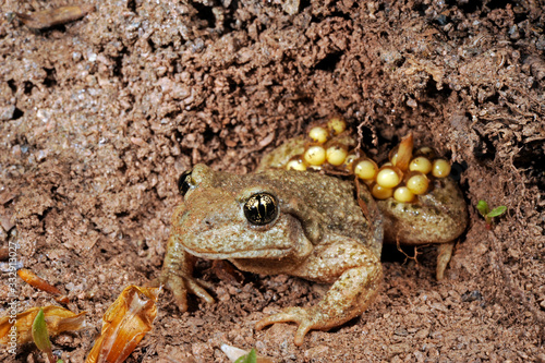 Geburtshelferkröte (Alytes obstetricans) - Common midwife toad photo