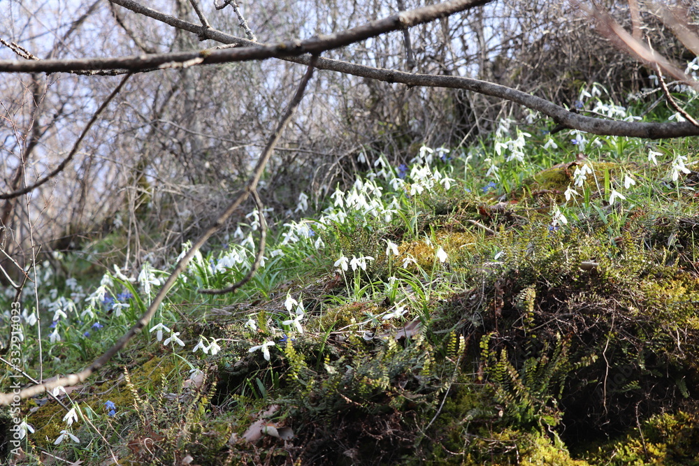 White lilies of the valley bloomed in the forest White lilies of the valley bloomed in the forest