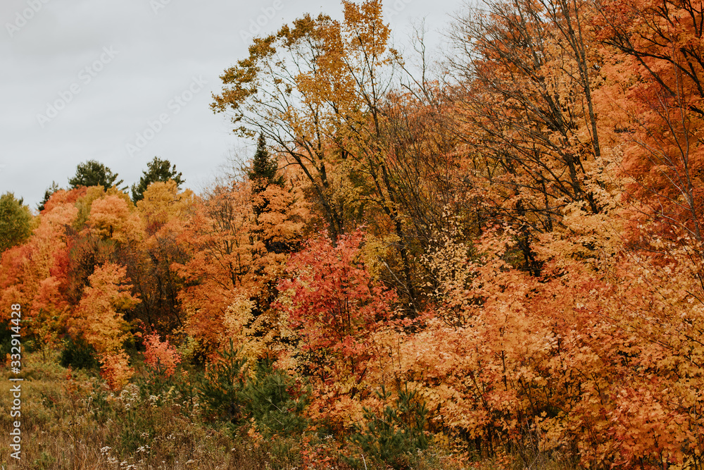 Arbres au couleurs d'automne au Canada