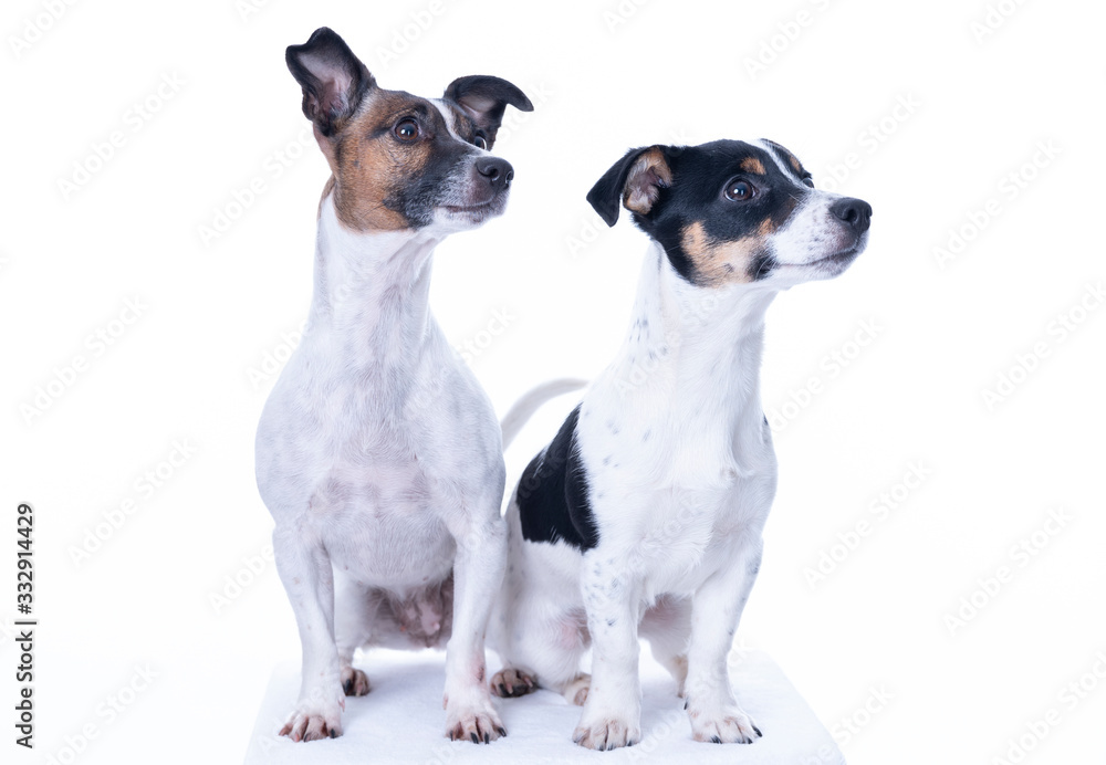 Two brown, black and white Jack Russell Terrier posing in a studio, the dogs look to the right, isolated on a white background, copy space