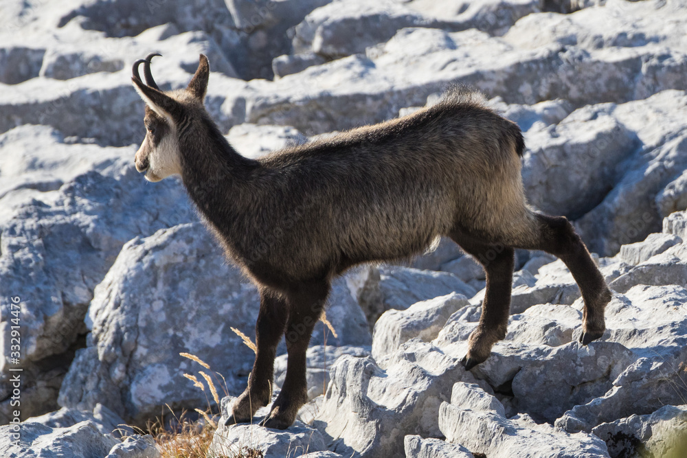 Naklejka premium herd of chamois
