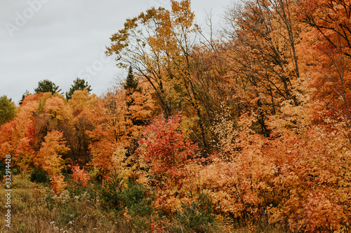 Arbres au couleurs d automne au Canada