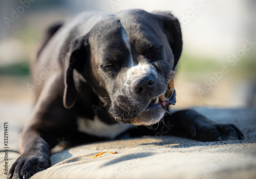 Portrait of a large black Amstaff mix dog eating meat in a spring garden full of sunshine.