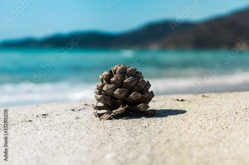 Pine cone at Campulongu Beach  VIllasimius  Sardinia