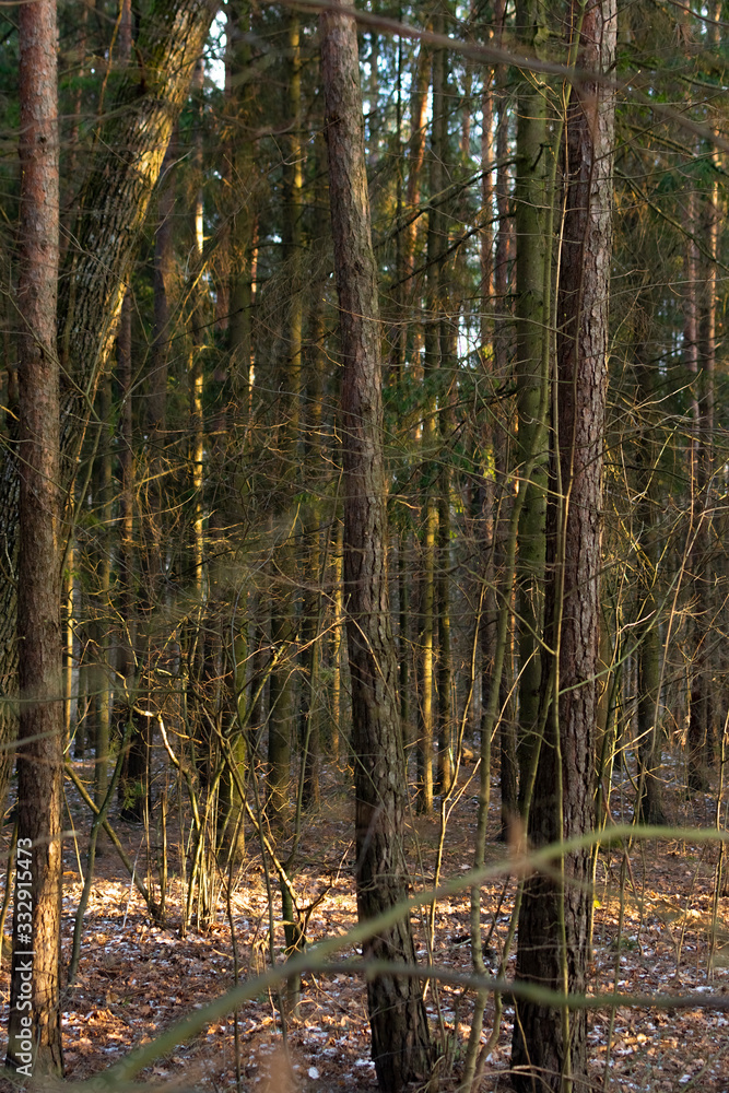 Trunks of coniferous trees in the forest. There is dry foliage on the ground. Trunks of coniferous trees in the forest. There is dry foliage on the ground.