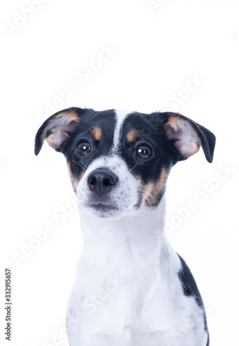 Brown, black and white Jack Russell Terrier posing in a studio, the dog looks straight into the camera, headshot, isolated on a white background, copy space