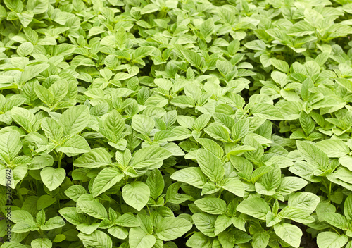 Green amaranth young fresh growth background, leaf vegetable, cereal plant, source of proteins and amino acids growing in the garden, agriculture and grow your own concept