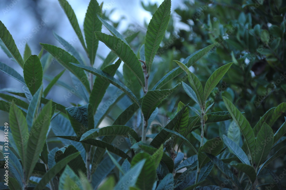 eryobotria japonica eryobotria japonica