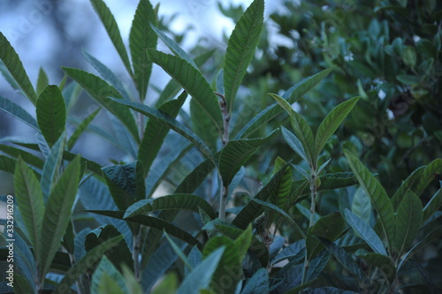 eryobotria japonica