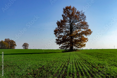 Rural landscape with one tree during golden hour in the summer and autumn in Lithuania countryside