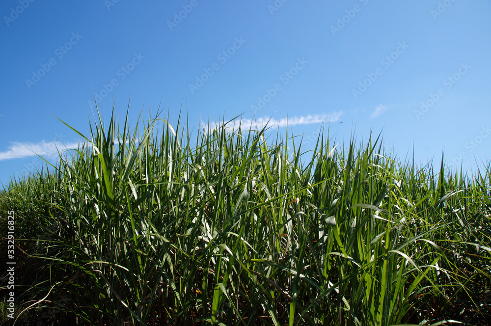 Schilfgrün graß im sommer Schilfgrün graß im sommer