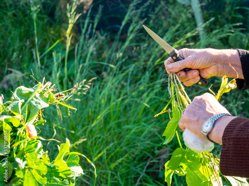 Hands of a woman collecting vegetables in the garden.