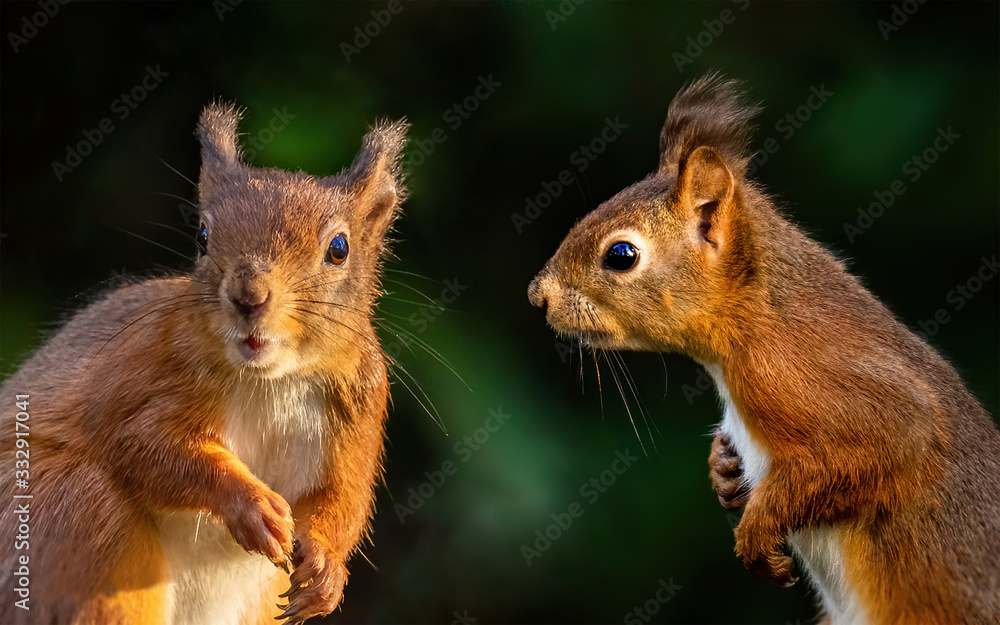 Two red squirrels having a chat Two red squirrels having a chat
