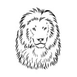 lion isolated on white background portrait 