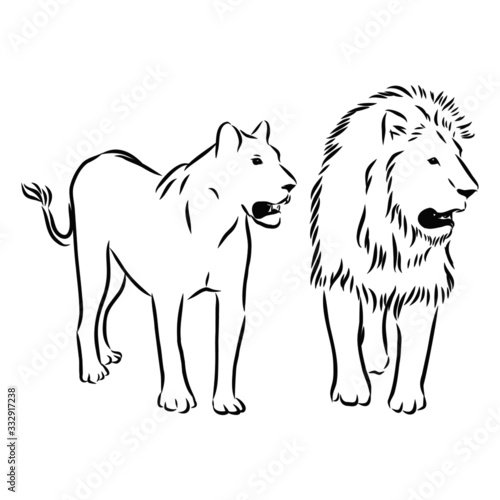Lion and lioness sketch 