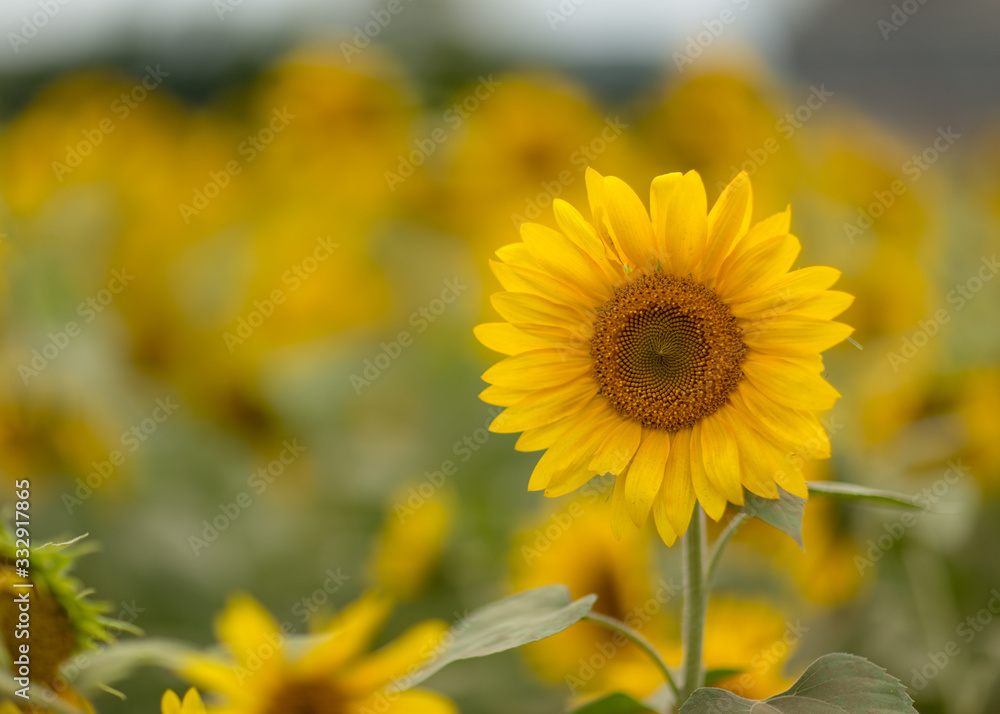 Fototapeta premium field of sunflowers