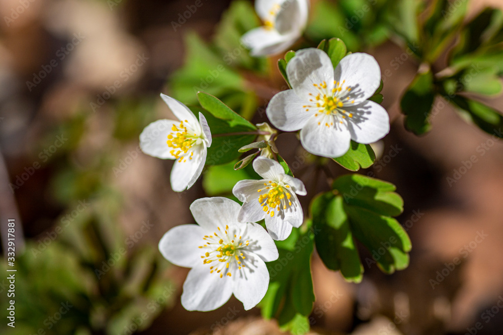 Fototapeta premium white forest flower close up macro