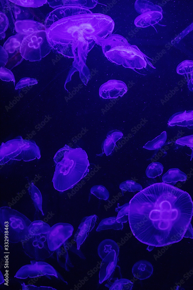 Purple lights and Jelly Fish Purple lights and Jelly Fish