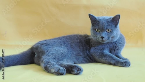 Full body shot of Beautiful male 9 months blue gray British shorthair cat with yellow green eyes sitting on floor paying with warm lights looking straight ahead to camera