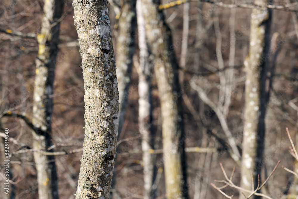 The trunk tree covered with lichen.