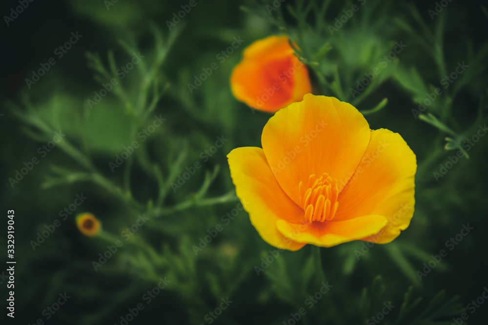 This is California poppy. Eschscholzia californica is a species of flowering plant in the Papaveraceae family, native to the United States and Mexico. This is California poppy. Eschscholzia californica is a species of flowering plant in the Papaveraceae family, native to the United States and Mexico.