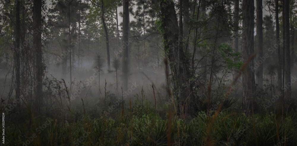 Obraz premium The Trees