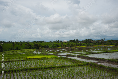 Traditional landscape of Southeast Asia: rice fields.