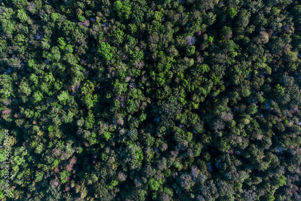 Trees Trees