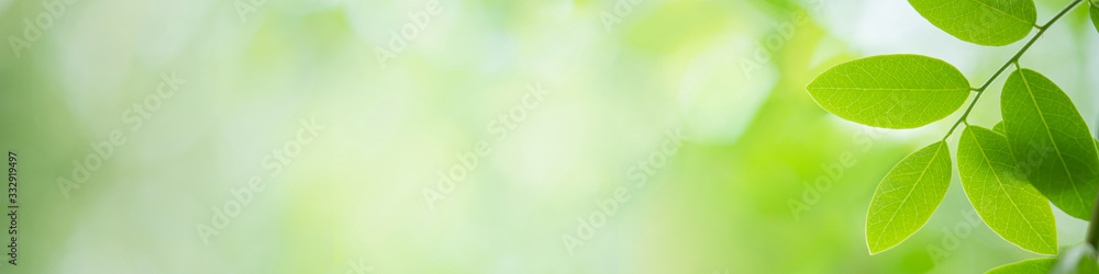 Fototapeta Fresh green leaves in sunlight for nature banner and cover background with copy space.
